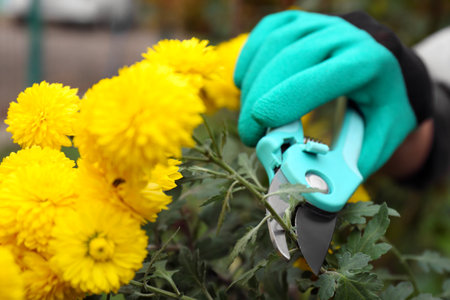 Woman pruning beautiful yellow flowers by secateurs in garden, closeup