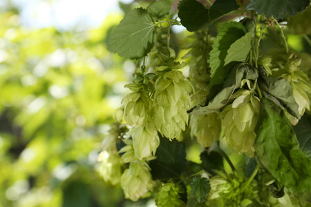 Fresh green hops growing on branch outdoors, closeup. Space for text