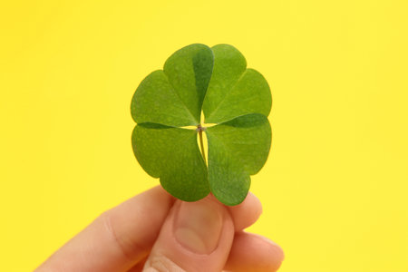 Woman holding beautiful green four leaf clover on yellow background, closeup