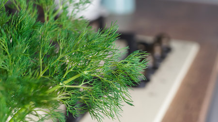 Fresh green dill against blurred background, space for text