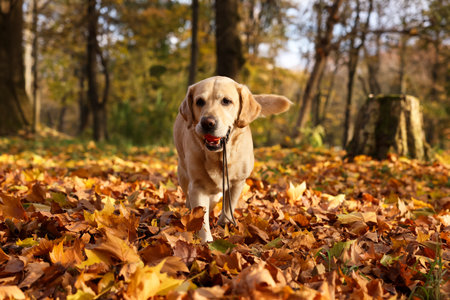 Cute Labrador Retriever dog with toy ball in sunny autumn parkの写真素材