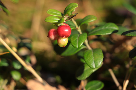 Sprig of delicious ripe red lingonberries outdoors, closeupの写真素材
