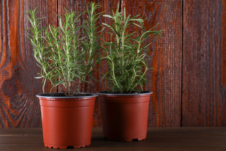 Beautiful green potted rosemary on wooden tableの写真素材