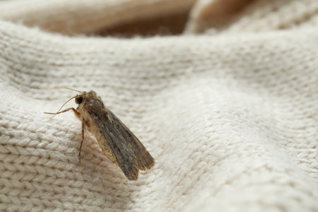 Paradrina clavipalpis moth on color knitted sweater, closeupの写真素材