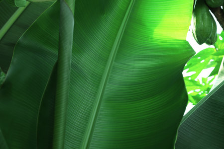 Banana tree with green leaves growing outdoors, closeupの写真素材