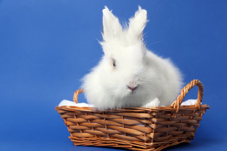 Fluffy white rabbit in wicker basket on blue background. cute petの写真素材