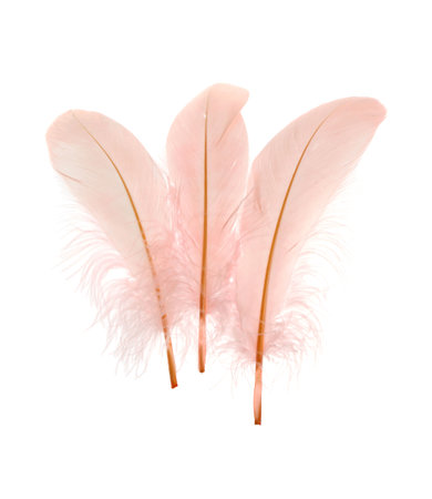 Beautiful delicate light pink feathers on white backgroundの写真素材