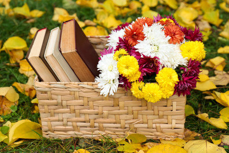 Wicker basket with beautiful chrysanthemum flowers and books on green grass outdoorsの写真素材