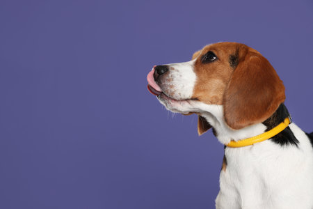 Adorable Beagle dog in stylish collar on purple background. Space for textの写真素材