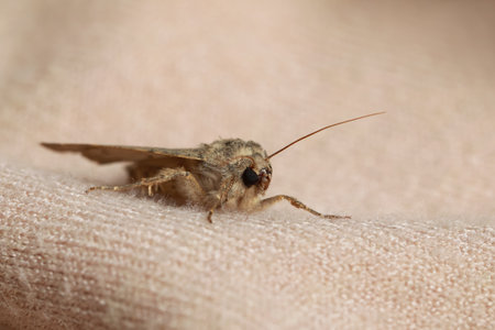 Paradrina clavipalpis moth with pale mottled wings on color sweater, closeup