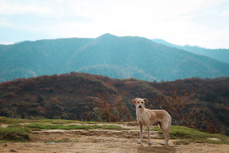 Adorable Cretan Hound dog in mountains on sunny dayの写真素材