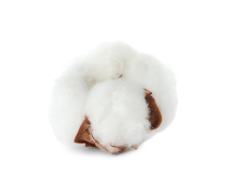 Beautiful fluffy cotton flower isolated on whiteの写真素材