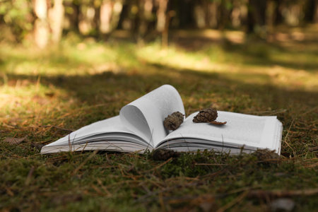 Open book and cones on grass outdoorsの写真素材