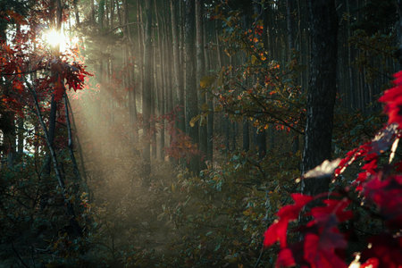 Majestic view of forest with sunbeams through shining yellowed trees. autumn seasonの写真素材