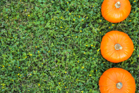 Fresh ripe orange pumpkins on green grass, flat lay with space for text