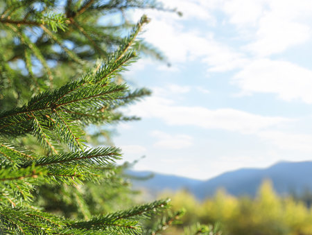 Beautiful green spruce in forest, space for textの写真素材