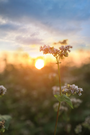 Close up view of beautiful blossoming buckwheat flowers at sunsetの写真素材
