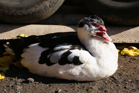 Beautiful Muscovy duck in farmyard on sunny day. Rural lifeの写真素材