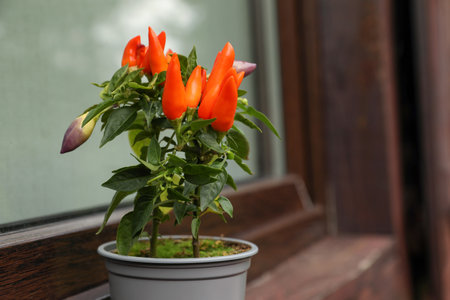Capsicum annuum plant. Potted rainbow multicolor chili peppers near window outdoors, space for text