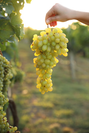 Woman holding cluster of ripe grapes in vineyard, closeup