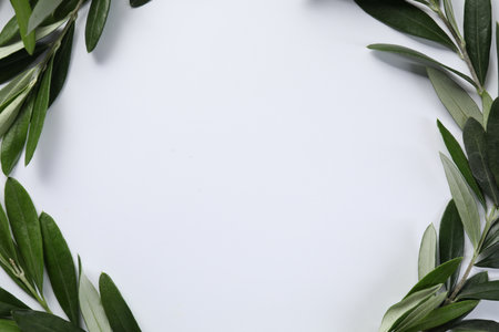 Frame made of fresh green olive leaves on white background, flat lay. Space for textの写真素材