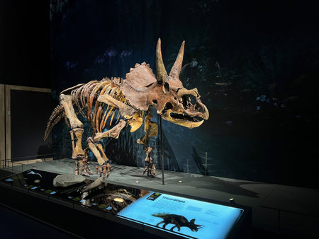 Leiden, Netherlands - June 18, 2022: Life size skeleton of Triceratops in Naturalis Biodiversity Centerのeditorial素材