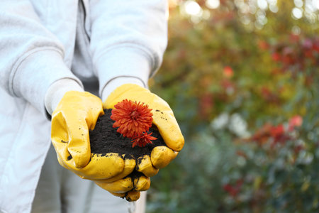 Woman in gardening gloves holding pile of soil with flowers outdoors, closeup. Space for text