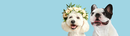 happy dogs. Adorable Bichon with wreath of beautiful flowers and French bulldog smiling on light...