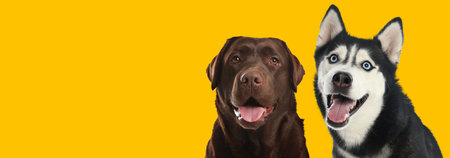 Happy pets. Cute chocolate Labrador Retriever and Siberian Husky dogs smiling on yellow background,...