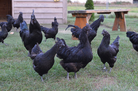 Beautiful black hens walking in zoo outdoorsの写真素材