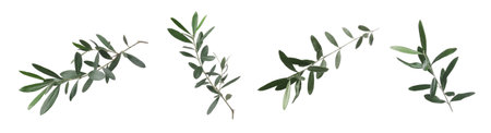 Set of olive twigs with fresh green leaves on white background. banner designの写真素材