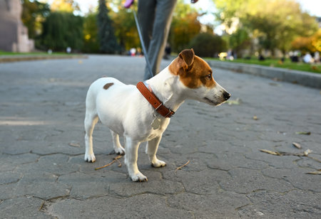 Man with adorable Jack Russell Terrier on city street, closeup. dog walking