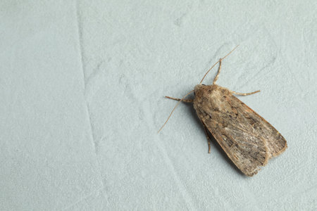 Paradrina clavipalpis moth on light gray textured background, top view. Space for text