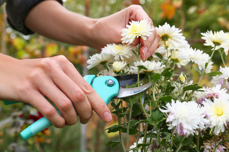 Woman pruning beautiful chrysanthemum flowers by secateurs in garden, closeupの写真素材