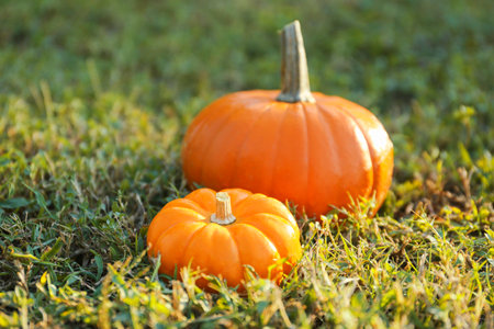 Fresh ripe orange pumpkins on green grass