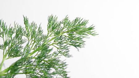 Fresh green dill on light gray background, space for textの写真素材