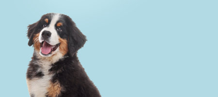 happy pet. Cute Bernese Mountain Dog puppy smiling on pale light blue background, space for text. banner designの写真素材