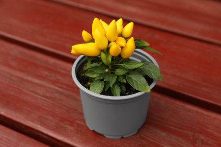 Capsicum annuum plant. Potted yellow chili pepper on wooden table outdoorsの写真素材