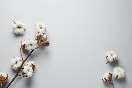 Dry cotton branch with fluffy flowers on light background, flat lay. Space for textの写真素材