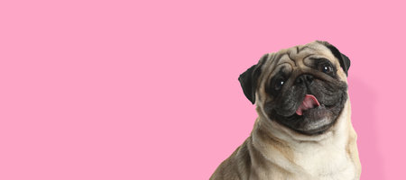happy pet. Cute Pug dog smiling on pink background, space for text. banner designの写真素材