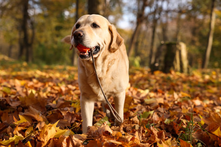 Cute Labrador Retriever dog with toy ball in sunny autumn parkの写真素材