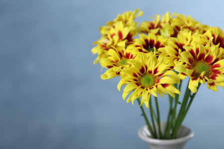 Vase with beautiful chrysanthemum flowers on blue background, closeup. Space for textの写真素材