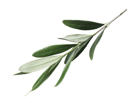 Olive twig with fresh green leaves on white backgroundの写真素材