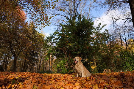 Cute Labrador Retriever dog on fallen leaves in sunny autumn park. Space for textの写真素材