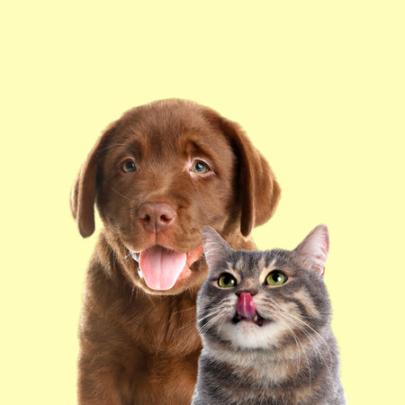 Happy pets. Chocolate Labrador Retriever puppy and gray tabby cat on pale light yellow backgroundの写真素材
