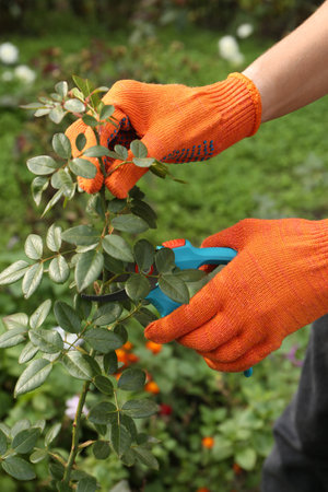 Woman wearing gloves pruning stem by secateurs in garden, closeup