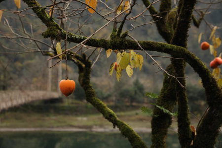 Ripe persimmon growing on tree near riverの写真素材