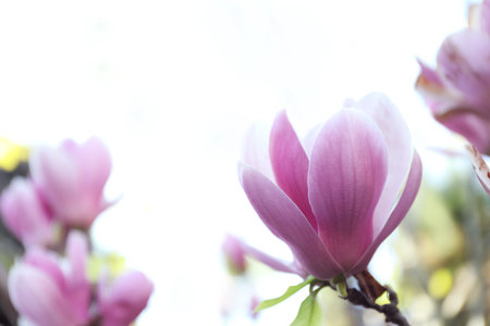 Magnolia tree with beautiful flowers outdoors, closeup. Amazing spring blossomの写真素材
