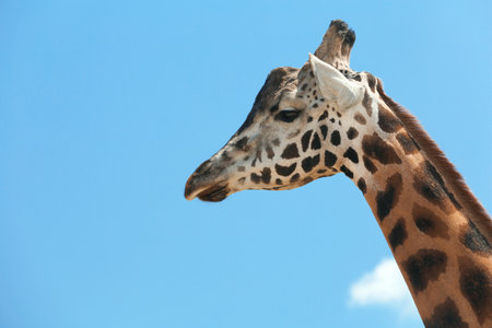 Closeup view of Rothschild giraffe against blue skyの写真素材