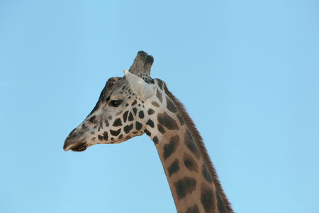 Closeup view of Rothschild giraffe against blue skyの写真素材